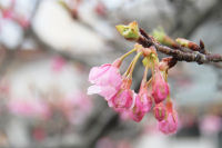 桜 桜
