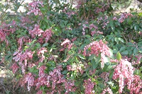 アセビの花 アセビの花