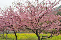 桜 桜