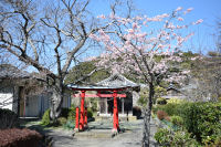 建久寺桜