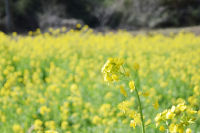 那賀川沿い菜の花