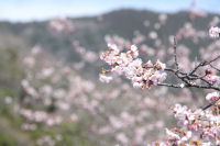 早咲きの桜