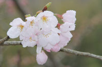 桜開花