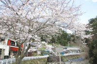 大沢の桜