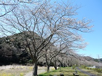 那賀バイパス桜