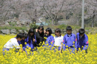 鮎川菜の花