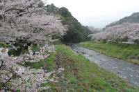 大沢の桜