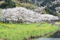 那賀川さくら