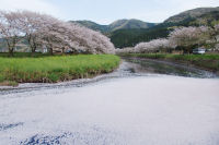はないかだ はないかだ