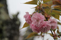 八重咲きの桜 八重咲きの桜