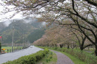 桜 桜