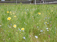 花畑 花畑