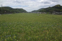 那賀の田んぼをつかった花畑 那賀の田んぼをつかった花畑
