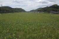 那賀の田んぼをつかった花畑