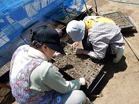 花苗移植 花苗移植