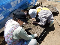 花苗移植