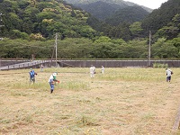 那賀大規模花畑草花刈り取り作業