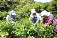 桜葉収穫作業 桜葉収穫作業