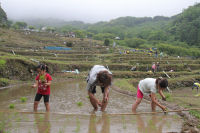 田植え祭 田植え祭