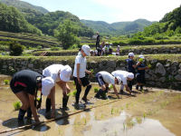 松小田植え 松小田植え