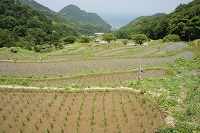 棚田 棚田