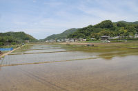 那賀の田んぼ 那賀の田んぼ