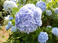 牛原山アジサイ 牛原山アジサイ