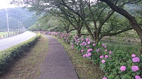 アジサイ アジサイ