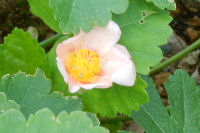 芙蓉 芙蓉