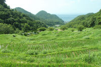 棚田 棚田
