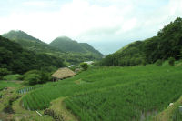 石部の棚田 石部の棚田
