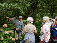 アジサイ花切り アジサイ花切り