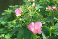 芙蓉 芙蓉