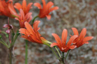 キツネノカミソリ