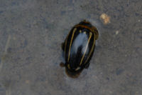 シマゲンゴロウ