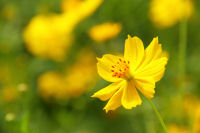 キバナコスモス