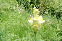 ホソバウンラン