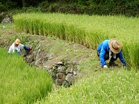 棚田草刈り片付け