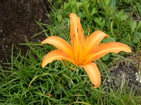 棚田ノカンゾウ