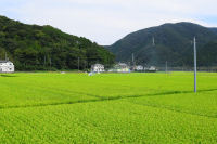 田んぼ 田んぼ