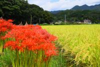 彼岸花