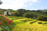 棚田 棚田