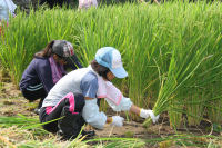 棚田百笑くらぶ