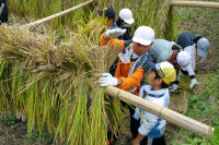 松小5年生稲刈り