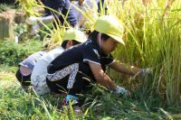 聖和保育園稲刈り