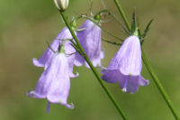 ツリガネニンジン