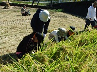 みどりの少年団稲刈り