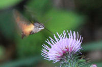 ホシホウジャク