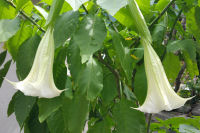 エンゼルトランペット