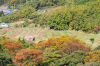 棚田紅葉 棚田紅葉